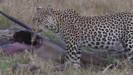leopardo con un antílope muerto, depredador con presa