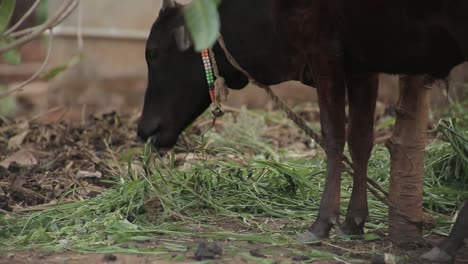 una vaca oscura pastando la hierba verde en el cobertizo de ganado
