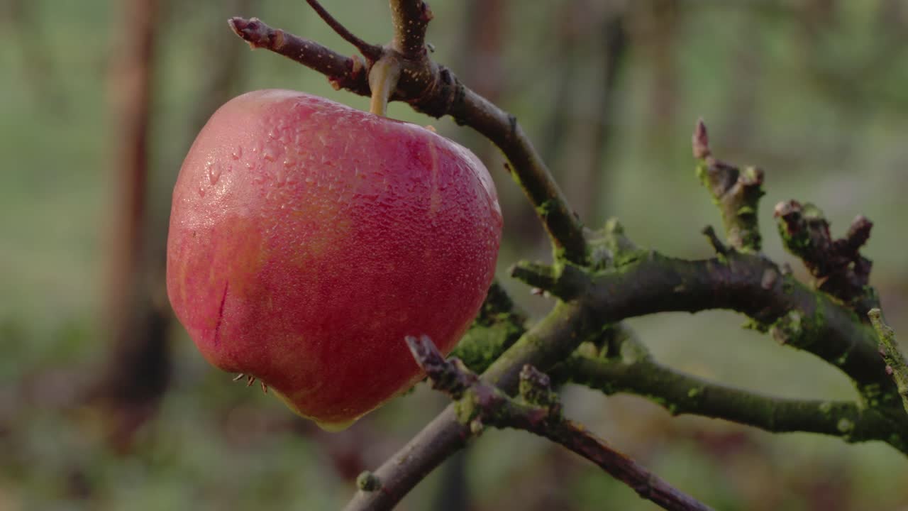 Close shot panning right of red apple on tree.