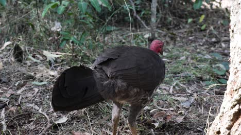 australian native bird gathering leaf litter to build a nest for breeding season