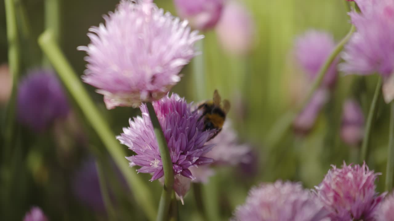 abejorro en un trébol en el jardín, de cerca
