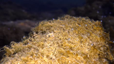 Macro-underwater-static-shot-of-sphagnum-peat-moss-with-attached-air-bubbles