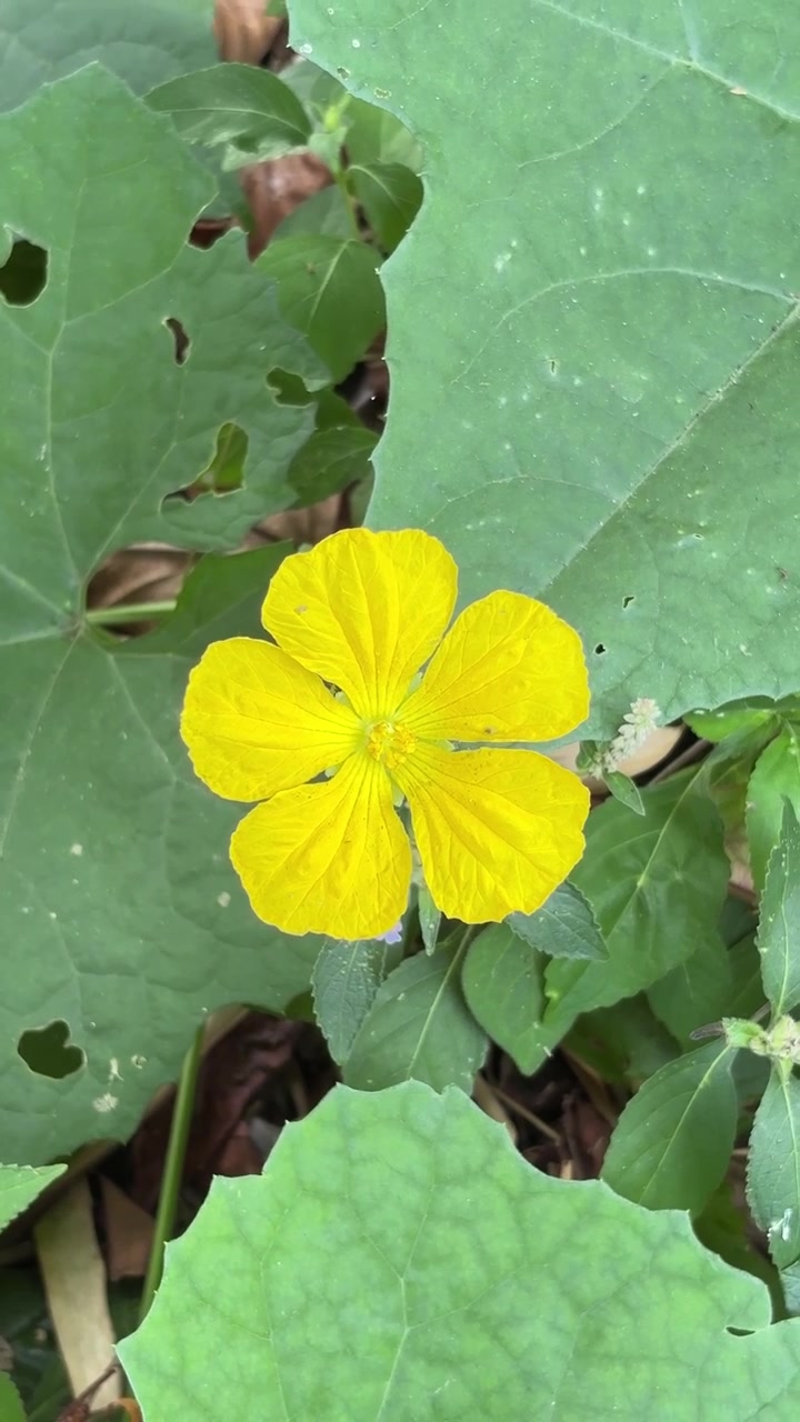 Bright Yellow Flower Blooming Amidst Large Green Leaves