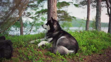 un malamute de alaska mirando a su alrededor mientras descansa en la hierba en un bosque en trondelag, noruega