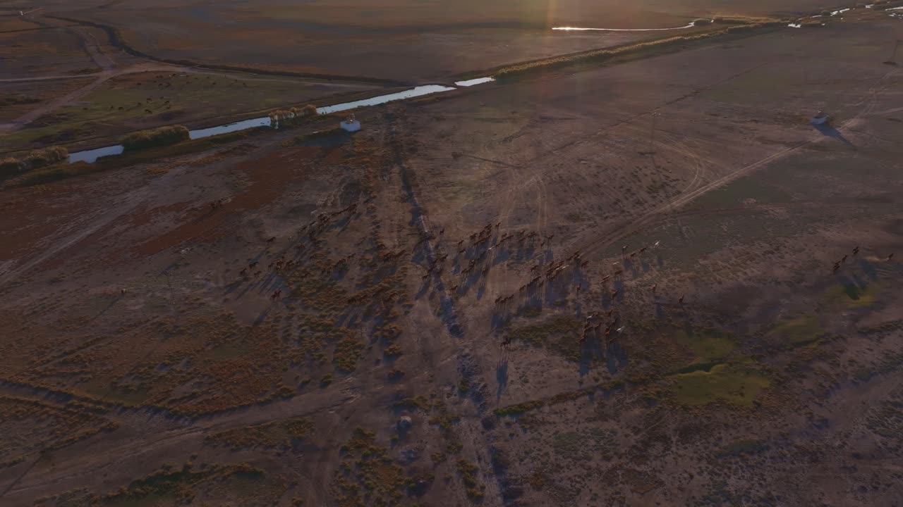 Il tramonto a Kayseri, in Turchia, mette in mostra la bellezza dei cavalli selvaggi in movimento