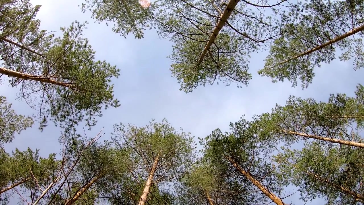 Regardant vers les arbres avec un point de vue rotatif.