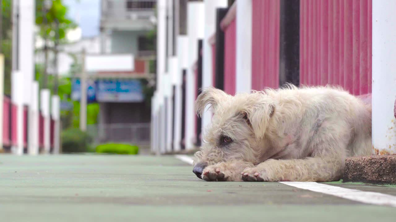 개는 고 슬프다