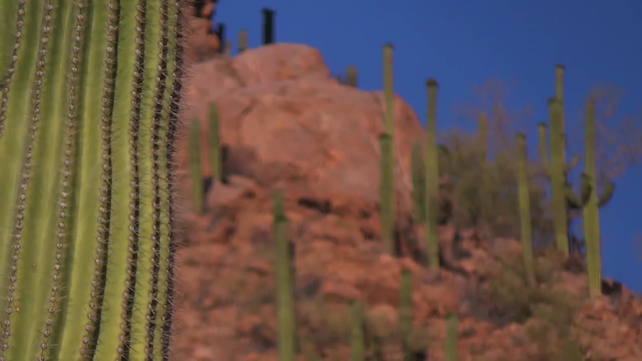 un gato montés duerme en el calor del parque nacional saguaro arizona