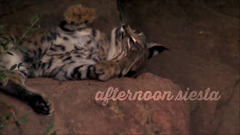 Un-Lince-Duerme-En-El-Calor-Del-Parque-Nacional-Saguaro-Arizona