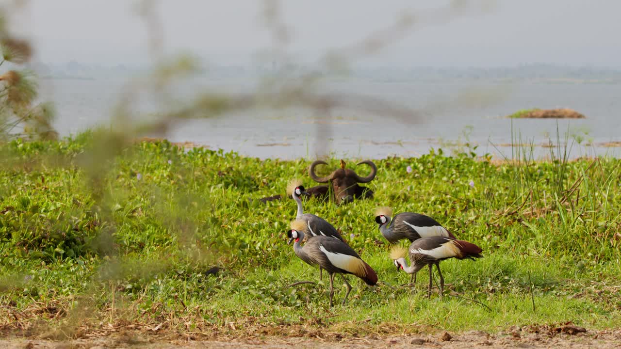 Grey crowned cranes, Balearica regulorum, forage near an African buffalo, Syncerus caffer, by the Nile River in Murchison Falls National Park, Uganda, with soft branches partially obscuring the view.