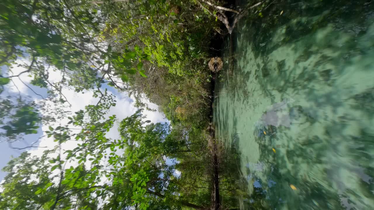 Mangrove trees line crystal clear Ca&ntilde;o Frio River in Samana