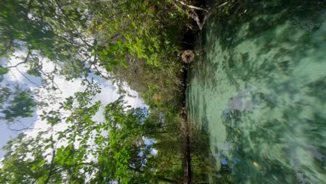 los árboles de mangle se alinean con el cristalino río caño frio en samaná