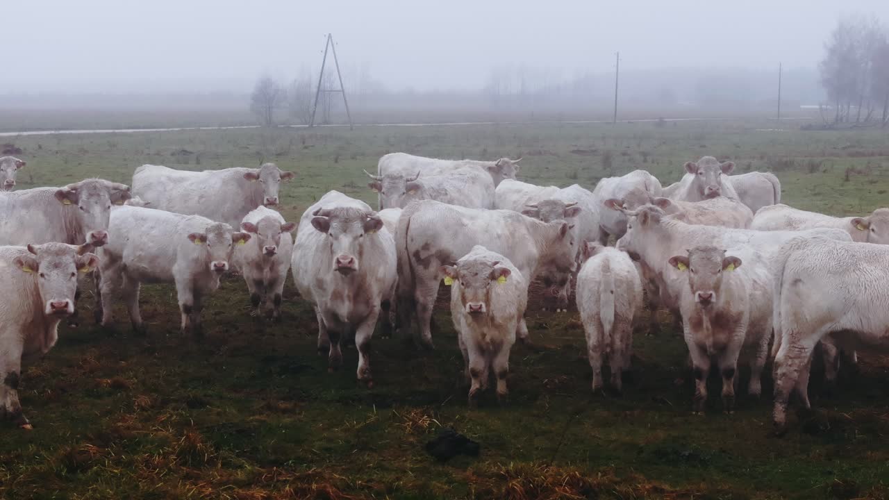 Charolais cattle calmly gather in a pasture covered in thick morning fog, drone