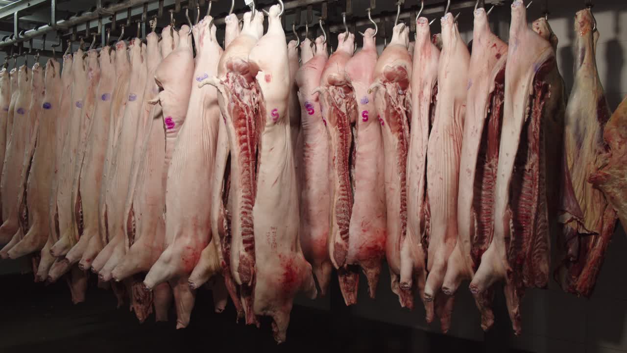 carcasse di maiale appese ad un gancio in un impianto di trasformazione della carne