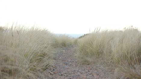 walking on rocky path through tall grass, enjoying mountain hike adventure, copy space