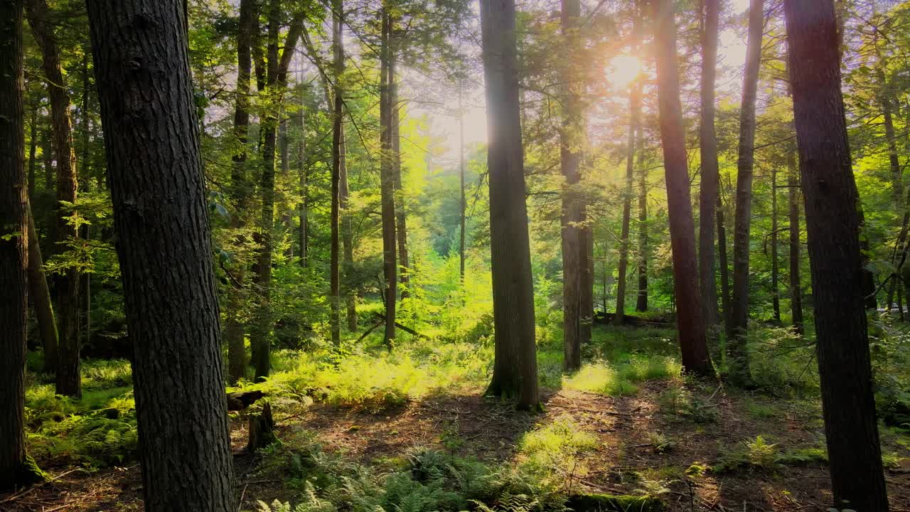 Smooth drone video footage of a magical, lush, green forest with beautiful golden light during summer