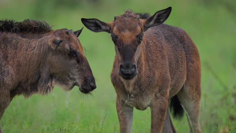 two young wildebeest in grassland