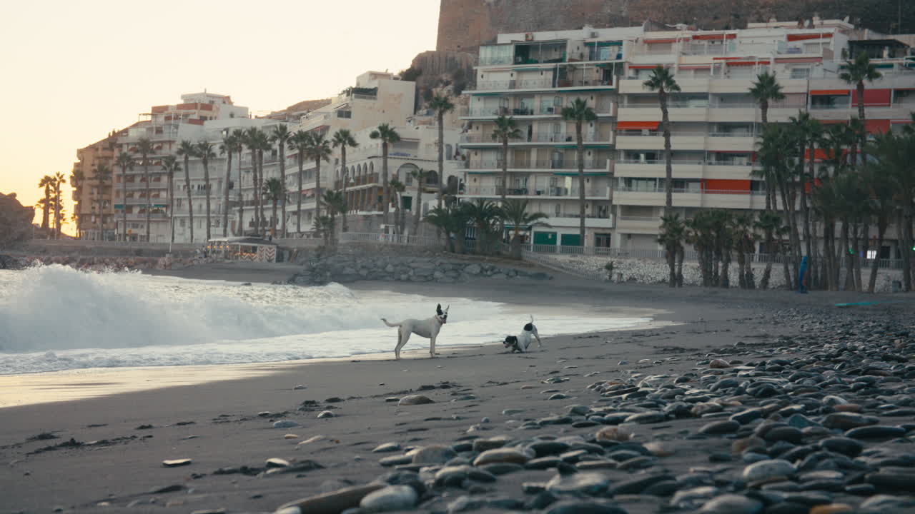 Wide angle shot of two dogs playing at the water's edge, framed by soft evening light, apartment buildings, and palm trees in the background