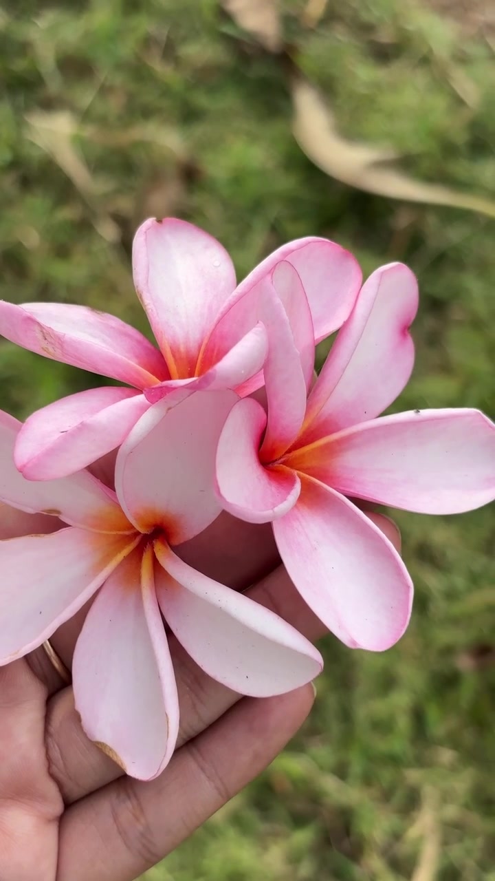 Mano che tiene bellissimi fiori di Plumeria rosa all'aperto