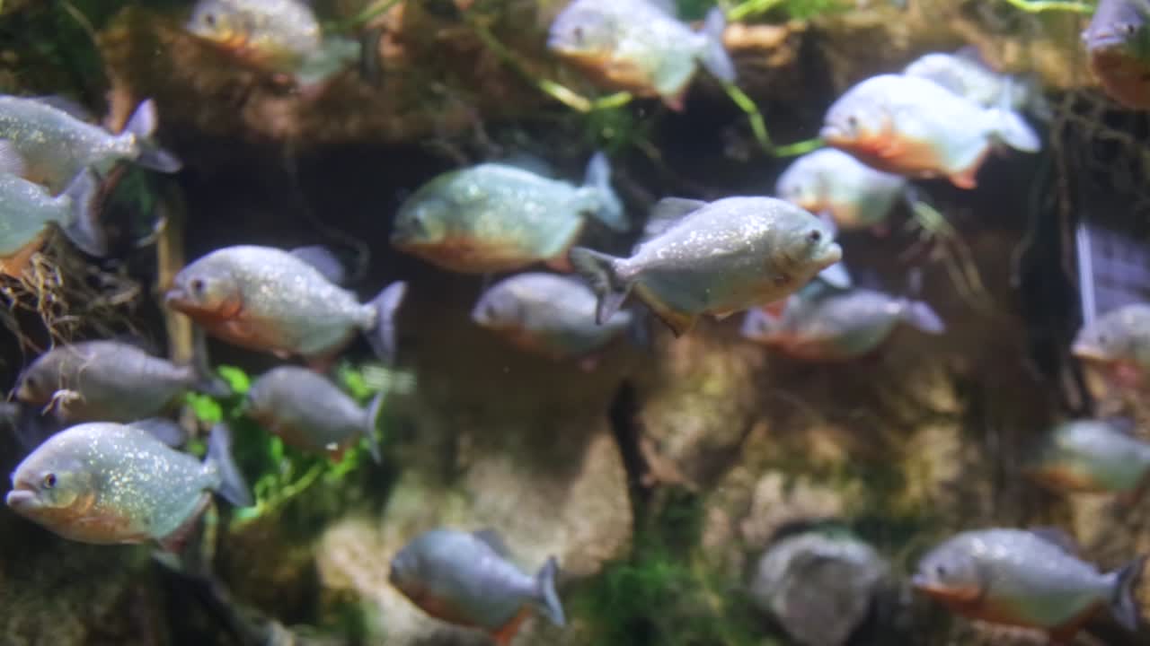 piraña - colossoma macropomum