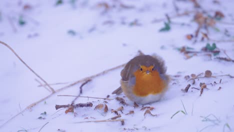 fluffy robin bird searching food in the snow