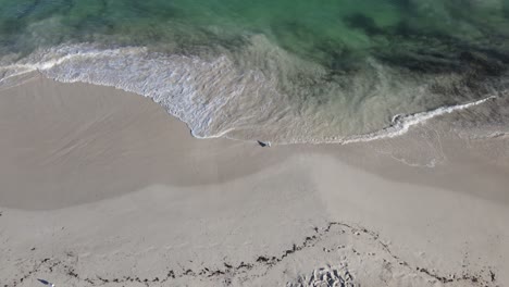 Drone-Aéreo-Sobre-Una-Gaviota-Parada-En-Una-Costa-Prístina-Con-Manchas-Negras-En-El-Agua