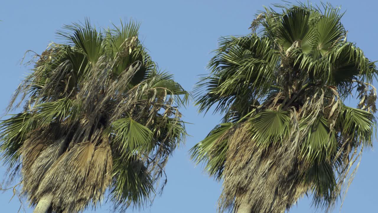 낮에 바람에 흔들리는 두 그루의 종려나무