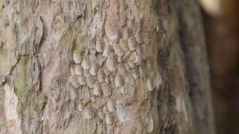 Insekten-Der-Gattung-„Phloea-Sp