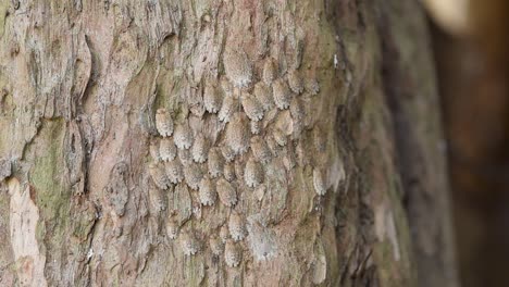 Insects of the genus &amp;quot;Phloea sp