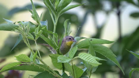 A-common-yellow-throat-flitting-about-in-the-green-bushes-in-a-nature-preserve