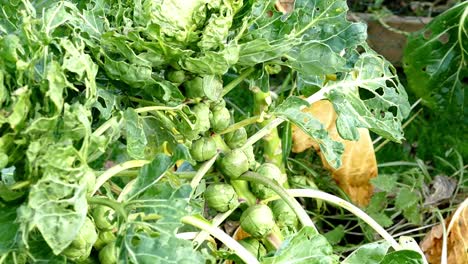 Organic-vegetable-sprout-plants-showing-caterpillar-damage