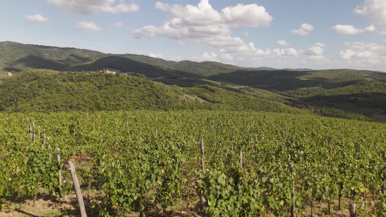 Clip video aerea di un vigneto vicino a Firenze, con lunghi filari simmetrici di viti e pittoresche dolci colline illuminate dalla calda luce del giorno. Ideale per contenuti relativi ad agricoltura, vino, turismo e natura.