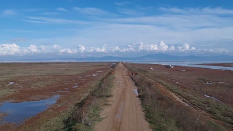 Langsame-Filmische-Luftdrohnenaufnahme-Nach-Einer-Unbefestigten-Straße-Mit-Kühen,-Die-Gras-In-Der-Nähe-Des-Axios-Flussdeltas-In-Nordgriechenland,-Thessaloniki,-Fressen