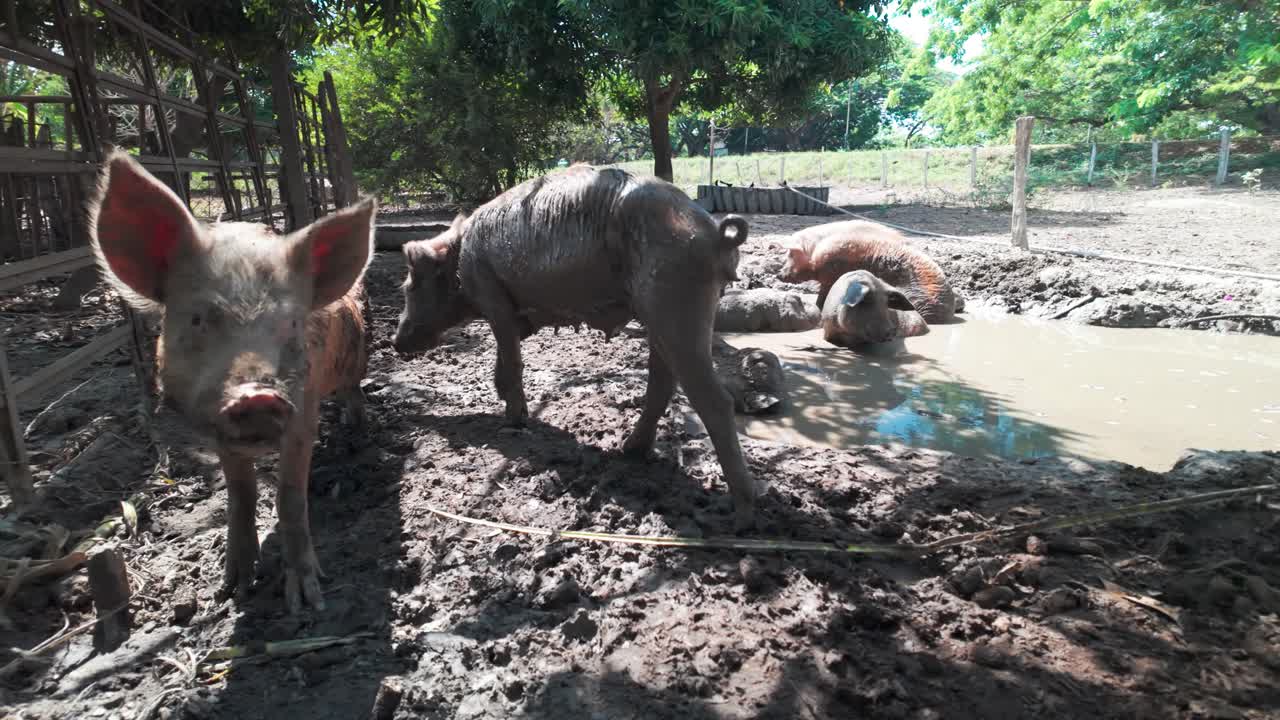 Pigs Wallowing in Muddy Pigsty on a Rural Farm