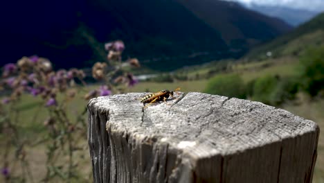 La-Avispa-Se-Mueve-En-Círculos-En-Un-Tronco,-Cierra,-Día-Soleado-En-La-Naturaleza