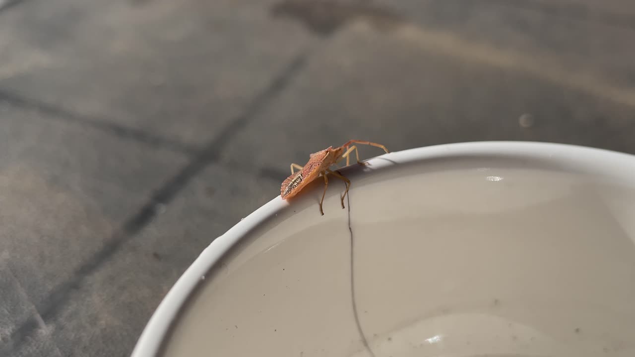 Close-up footage of a leaf-footed bug slowly moving along the edge of a small porcelain bowl. The insect advances calmly,highlighting its long antennae and delicate movements against a soft background