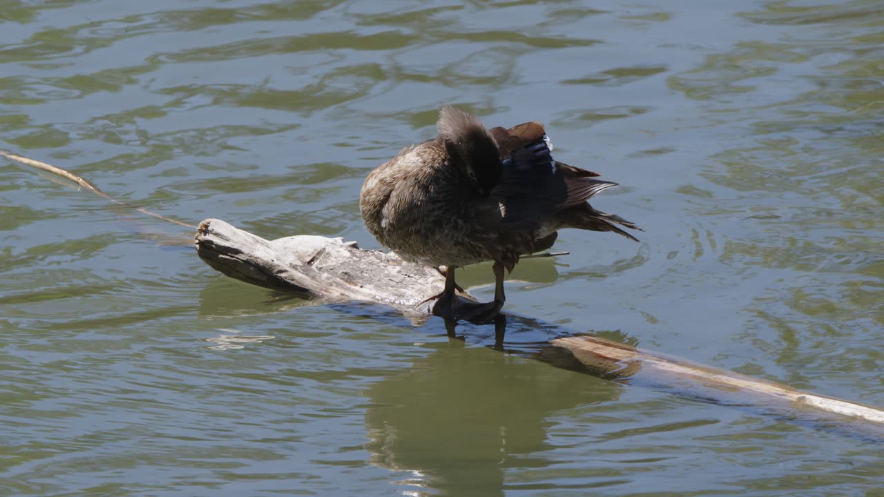 el pato de madera hembra se ocupa de las plumas en un tronco flotante en un estanque de humedal