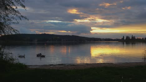 swans in a lake at sundown