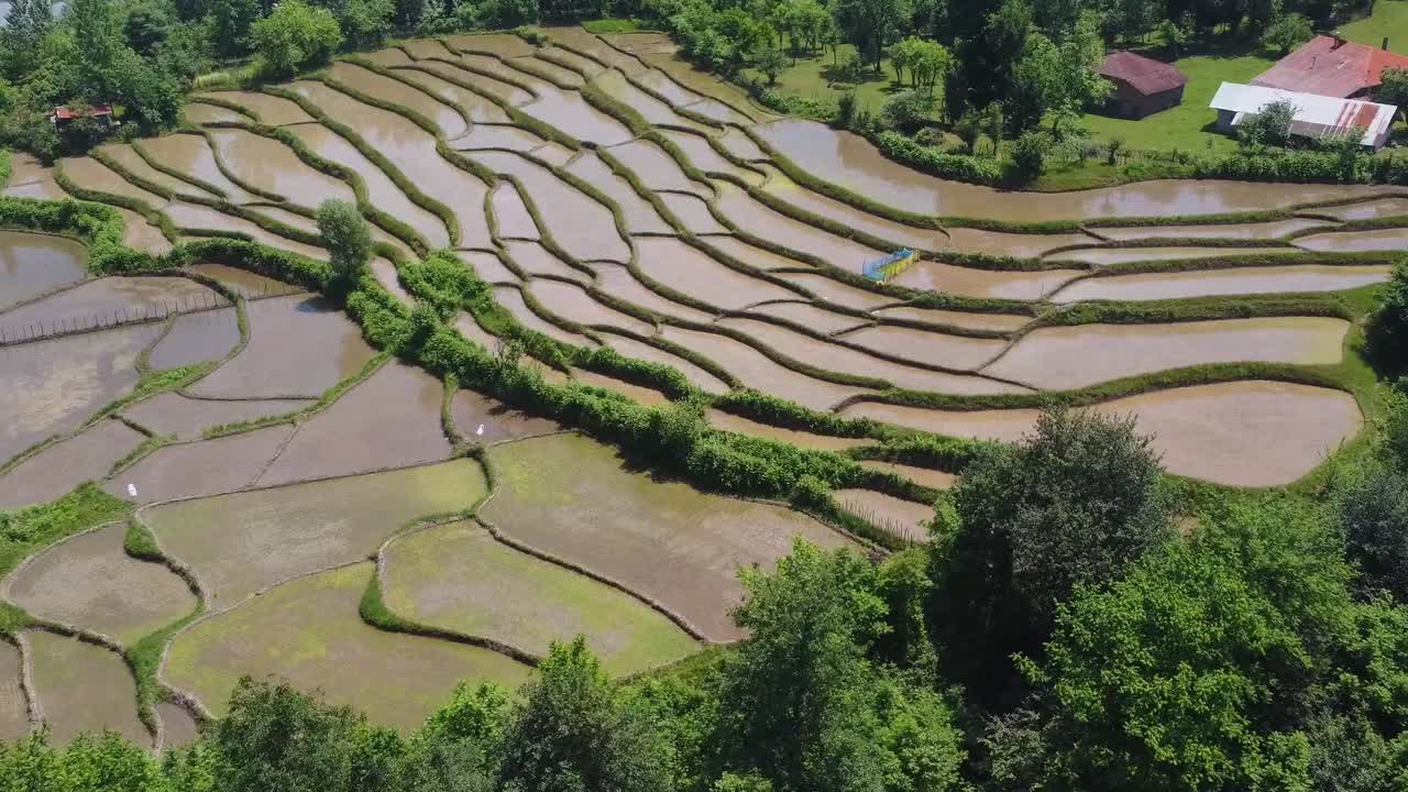 seguir el paisaje verde de ensueño del bosque aldea en el campo rural prado naturaleza fresca maravillosa arroz arroz agricultura tradicional familia vida laboral en irán girando vista panorámica