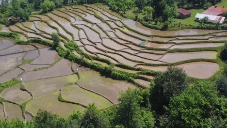 follow shot aerial green landscape of dreamy forest village in rural countryside meadow fresh wonderful nature rice paddy agriculture traditional family working life in iran rotating scenic scene view