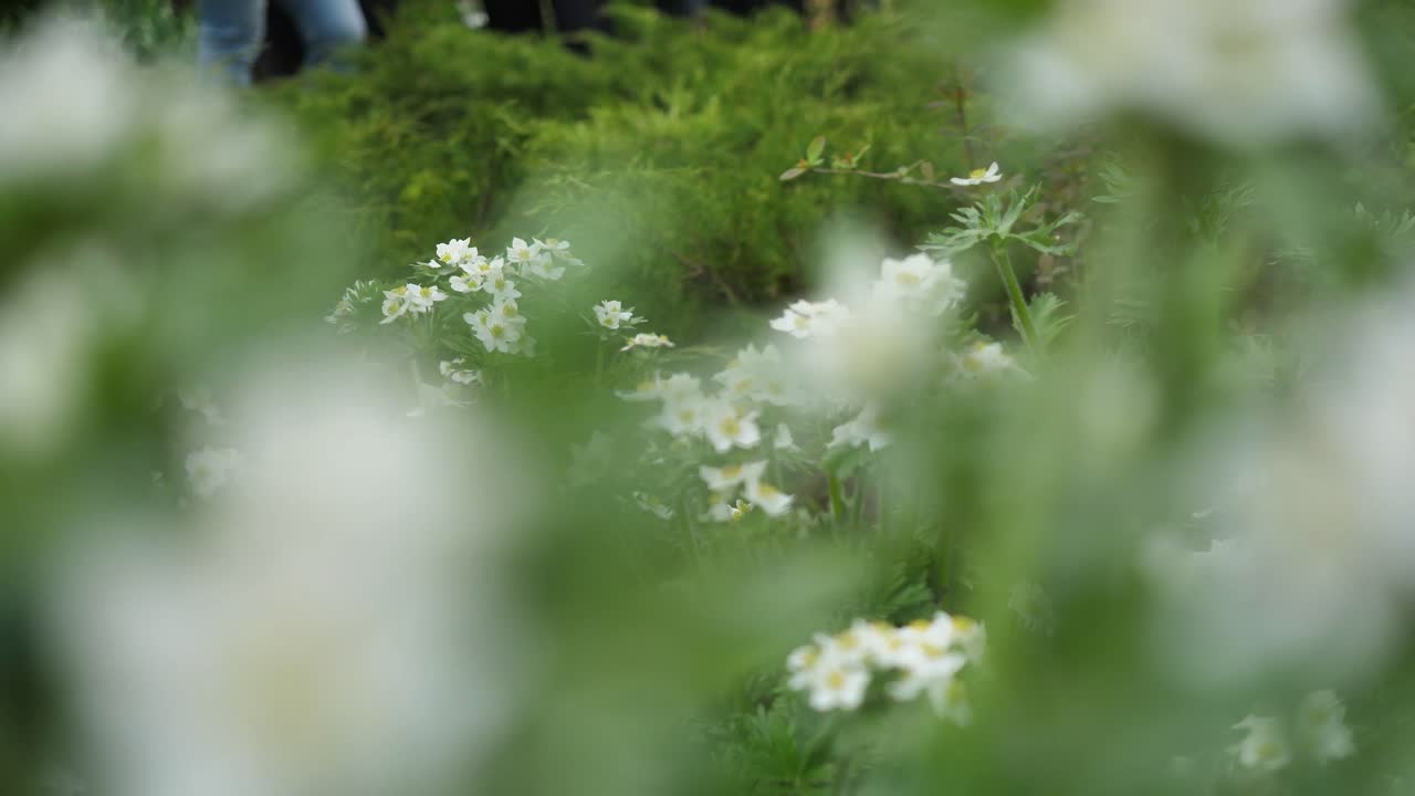 꽃이 피고 있다