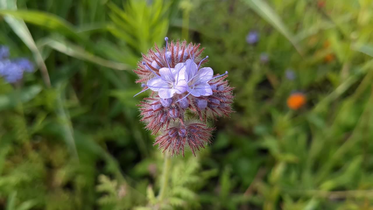 Violet flower Lacy Phacelia, Phacelia tanacetifolia blossoming in meadow, close up