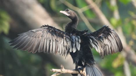 cormorant open wings ..