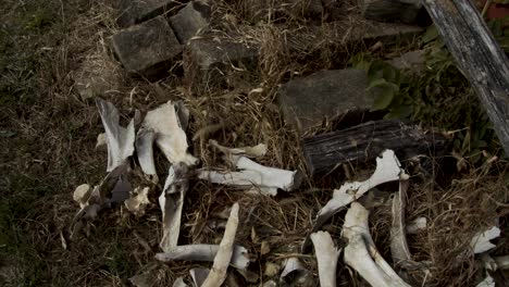 pile of animal bones on a farm