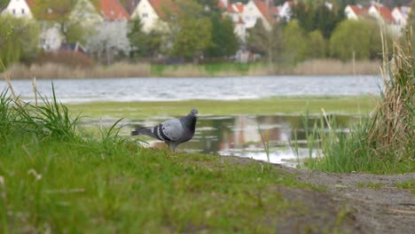 una paloma caminando a lo largo de la orilla del lago