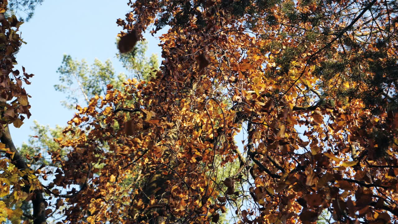 toma en cámara lenta de hojas de otoño cayendo