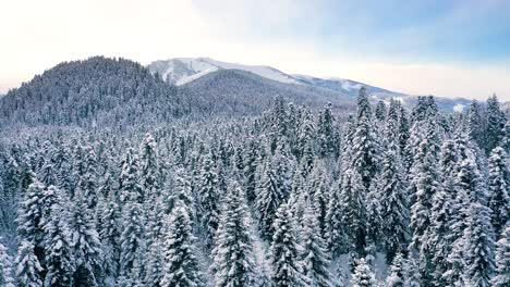 Beautiful-snow-scene-forest-in-winter.-Flying-over-of-pine-trees-covered-with-snow.