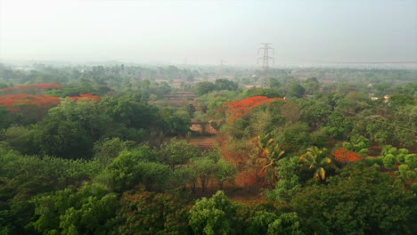 Vista-De-Pájaro-Del-árbol-De-Arce