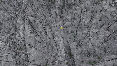 Macho-Caminando-A-Través-De-Restos-De-Incendios-Forestales-Para-Inspeccionar-Los-árboles-Del-Bosque-Quemado-Vista-Aérea-De-Pájaro