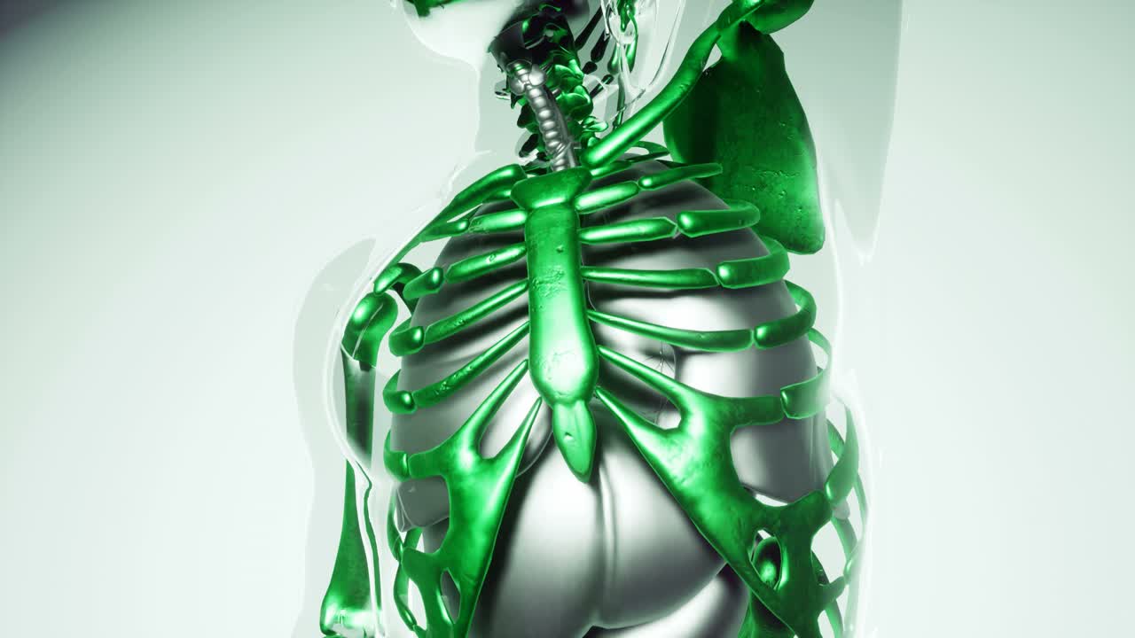 modelo de huesos de esqueleto humano con órganos